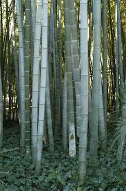 Bamboo Giant 200G [Dendrocalamus giganteus]
